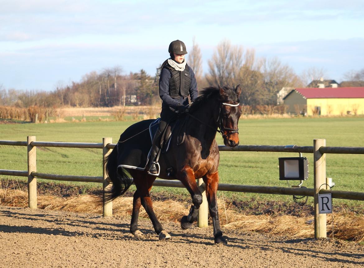 Dansk Varmblod Safir Kilen - Dressurtræning, 31. januar 2015. Foto: Victoria Bruhn. billede 4