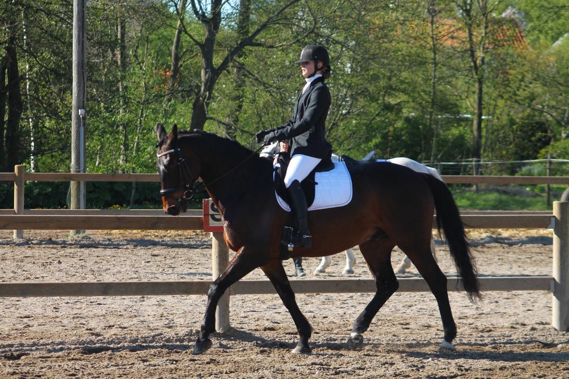 Dansk Varmblod Safir Kilen - Stævne ÅSNR 10. maj 2015. Foto: Victoria Bruhn. billede 2