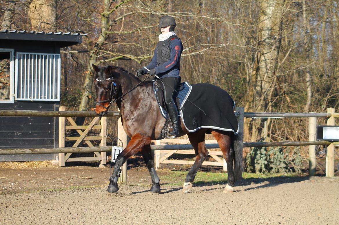 Dansk Varmblod Safir Kilen - Dressurtræning, 31. januar 2015. Foto: Victoria Bruhn. billede 11