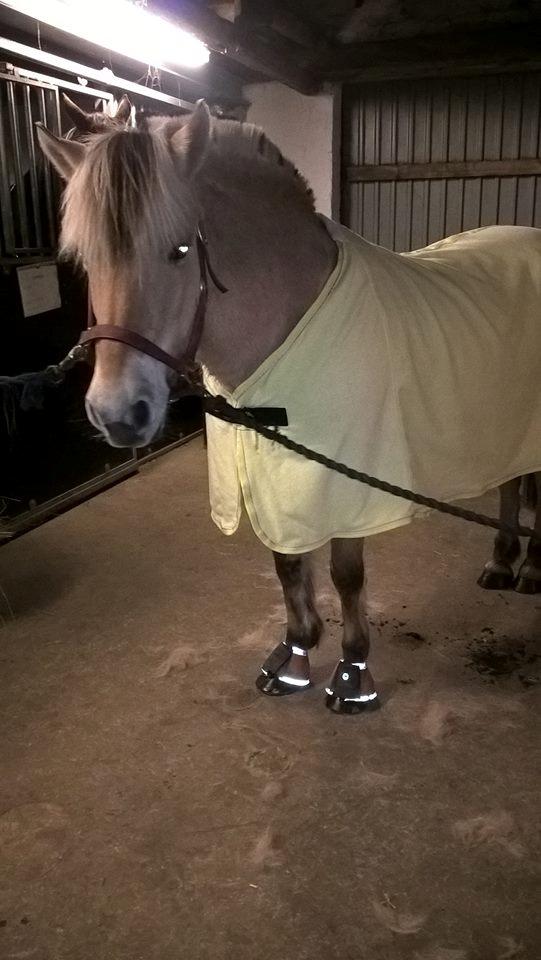 Fjordhest Shavanna  - Shavanna :) billede 1