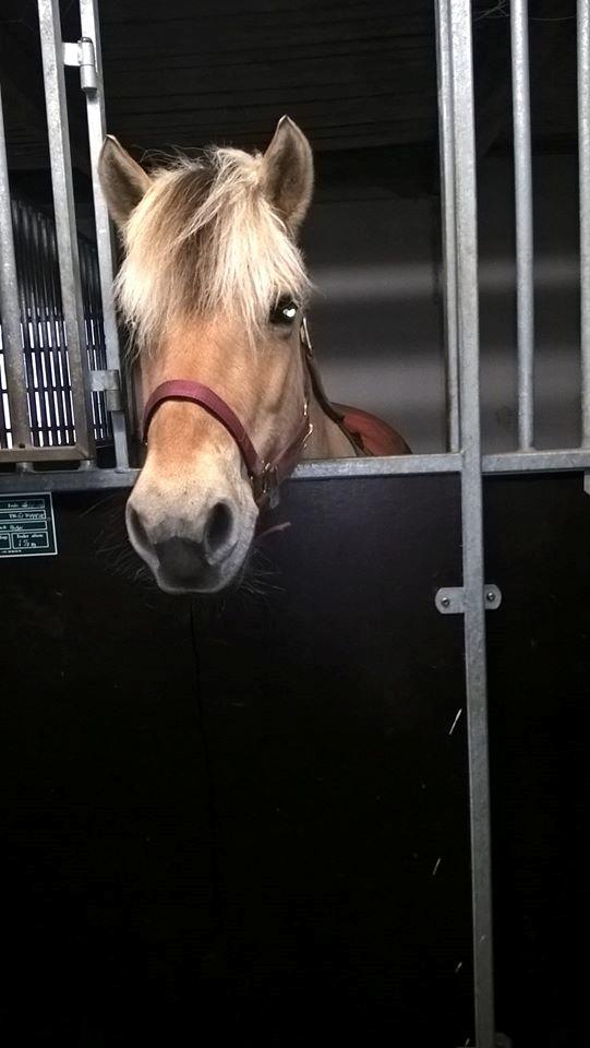 Fjordhest Shavanna  billede 17