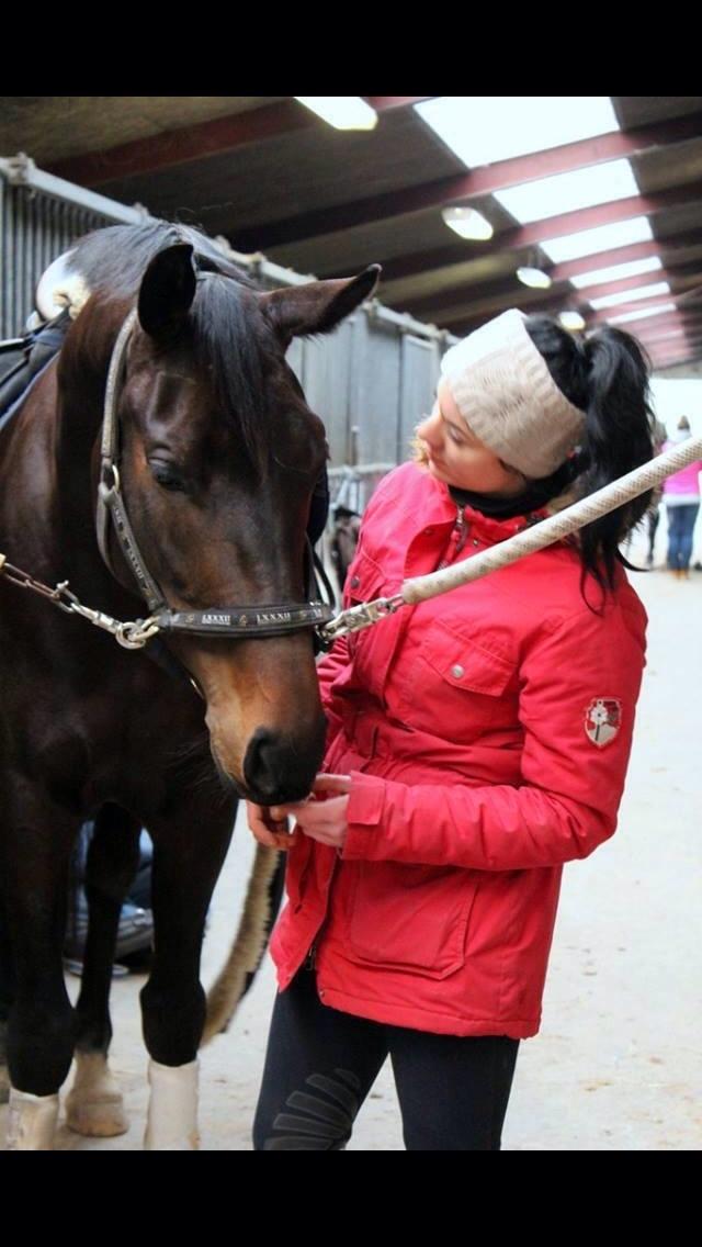 Dansk Varmblod Fiona Olympic billede 12