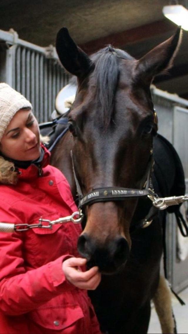 Dansk Varmblod Fiona Olympic billede 13
