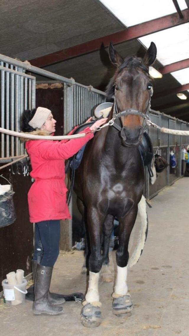 Dansk Varmblod Fiona Olympic billede 14
