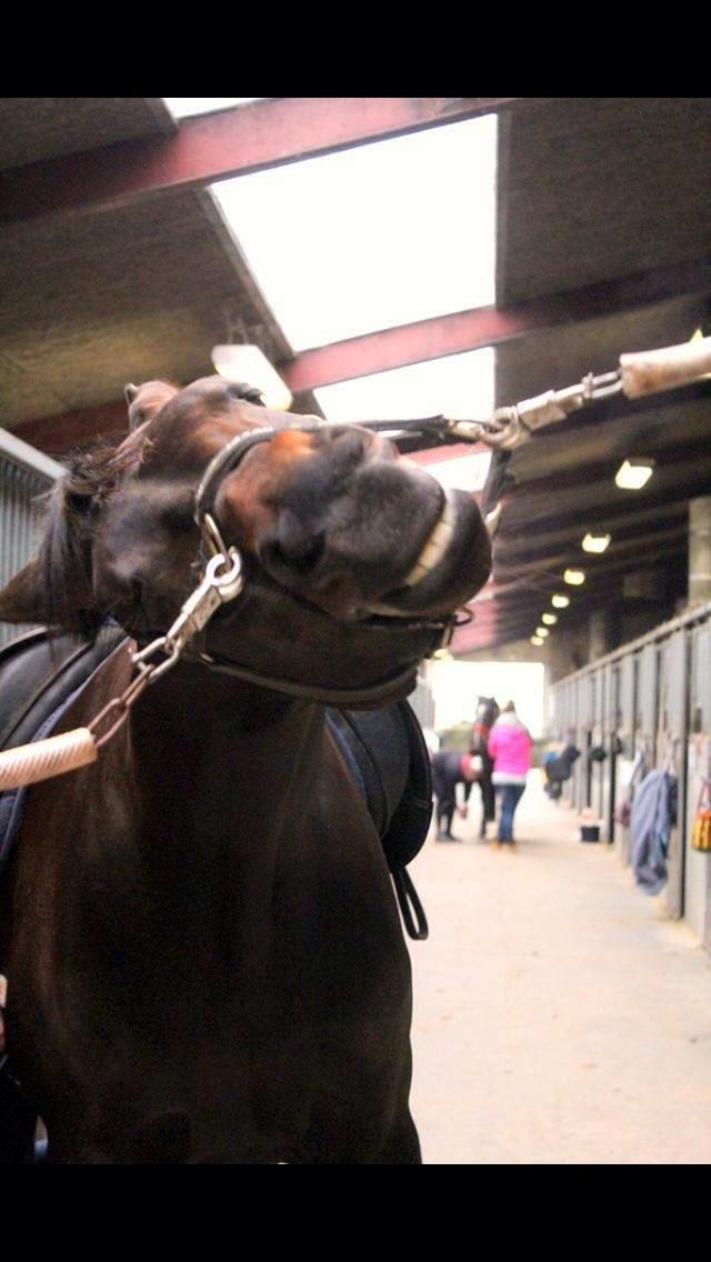 Dansk Varmblod Fiona Olympic billede 15