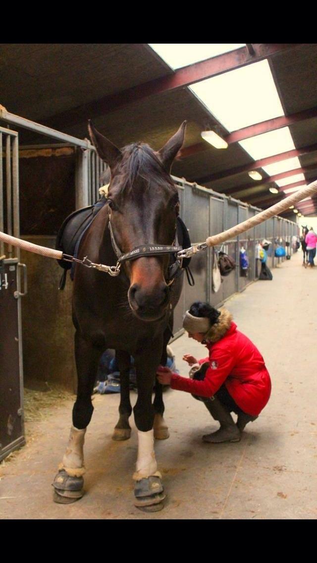 Dansk Varmblod Fiona Olympic billede 16