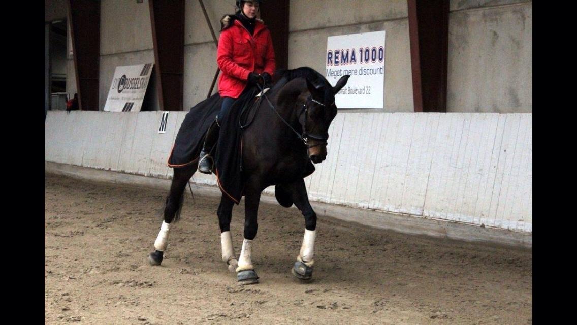 Dansk Varmblod Fiona Olympic billede 17