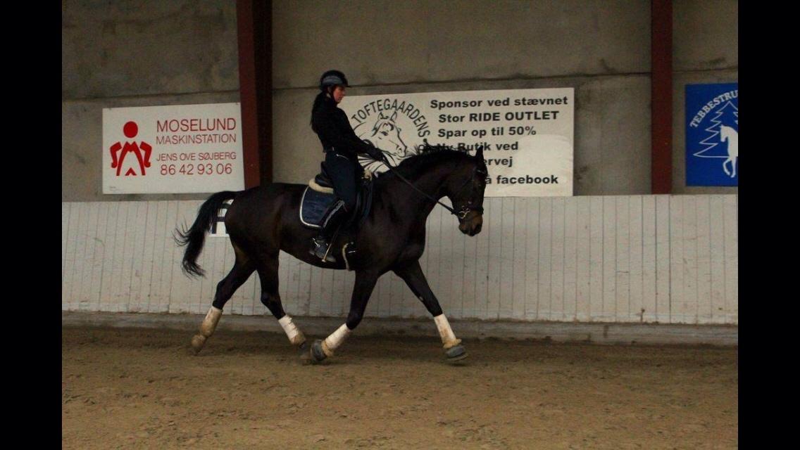 Dansk Varmblod Fiona Olympic billede 18