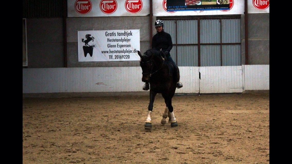 Dansk Varmblod Fiona Olympic billede 19