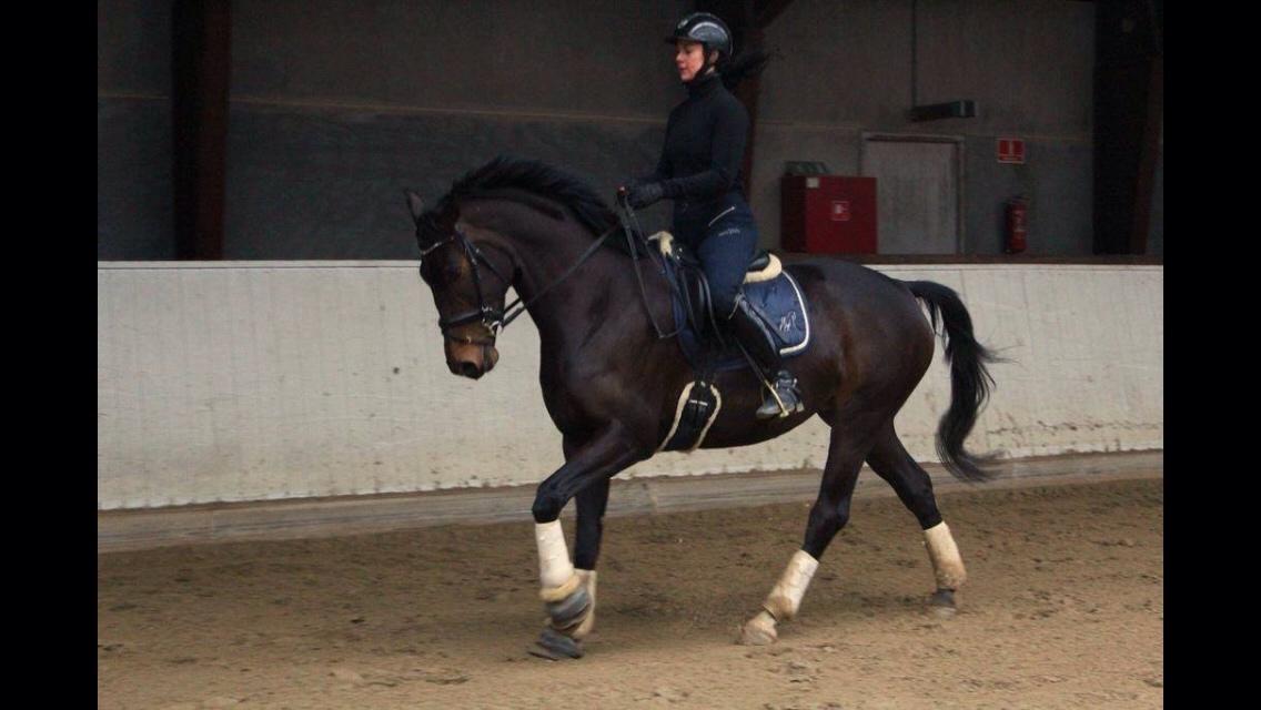 Dansk Varmblod Fiona Olympic billede 22