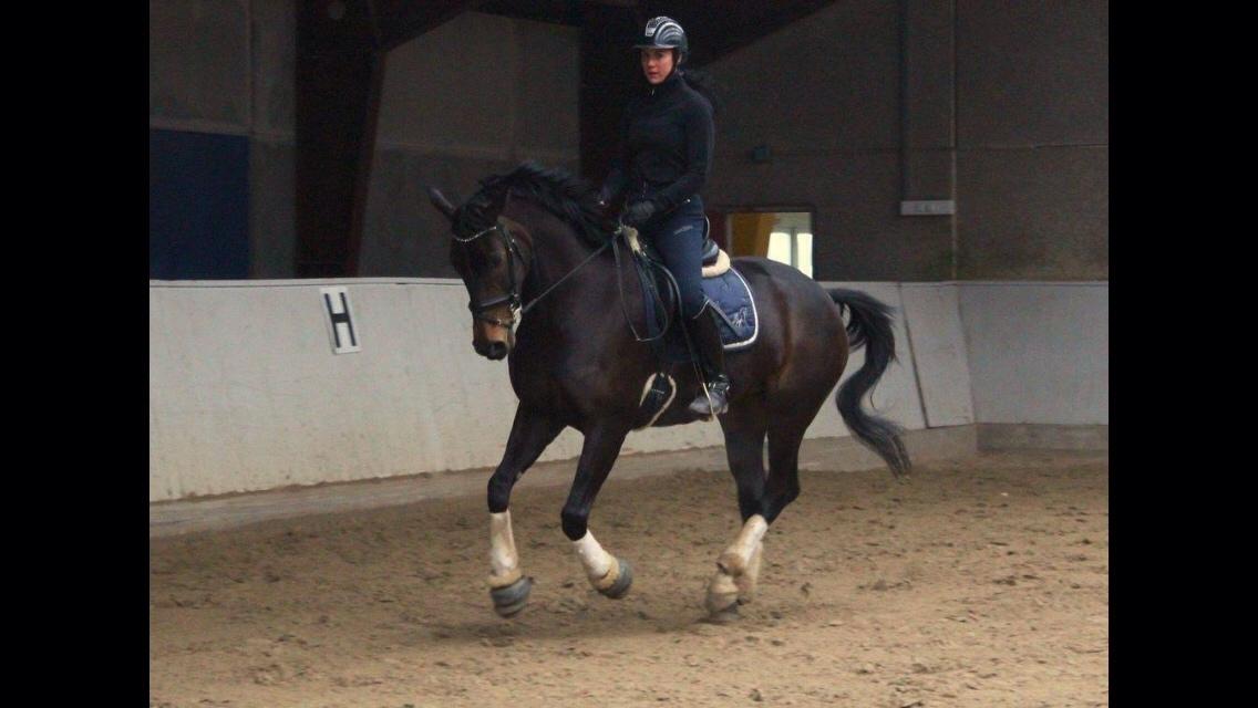 Dansk Varmblod Fiona Olympic billede 23