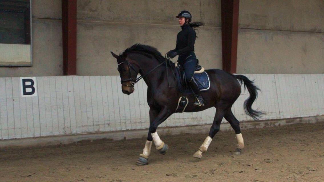 Dansk Varmblod Fiona Olympic billede 25