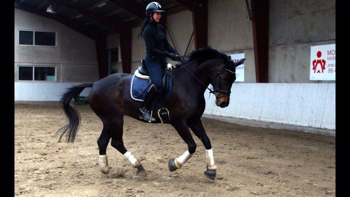 Dansk Varmblod Fiona Olympic billede 26