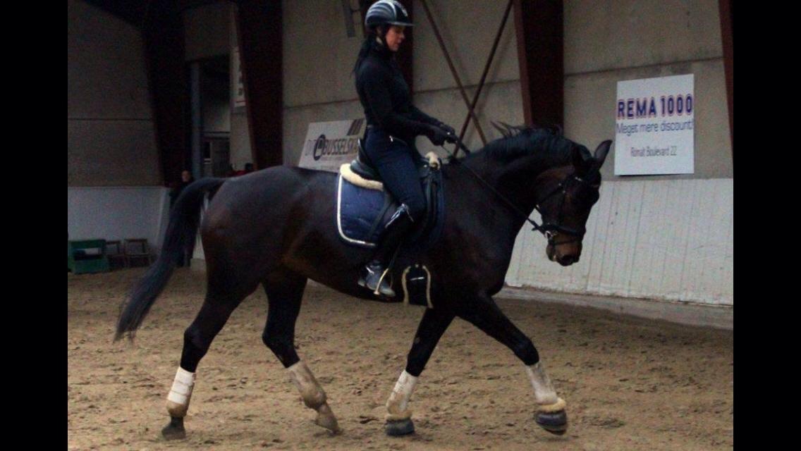 Dansk Varmblod Fiona Olympic billede 27