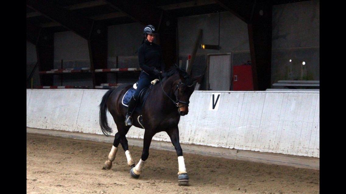 Dansk Varmblod Fiona Olympic billede 28