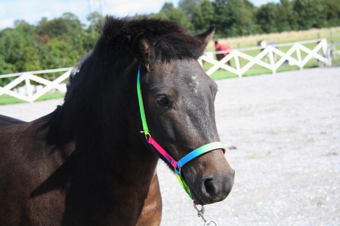 Shetlænder Laban - Velkommen til Laban's HG billede 1