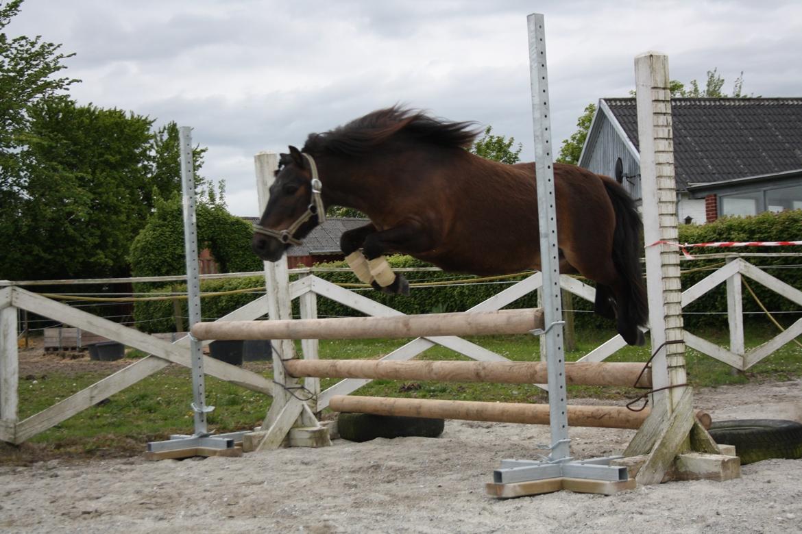 Shetlænder Laban - Løspringer over 65 cm. oxer - Foråret 2015 billede 2