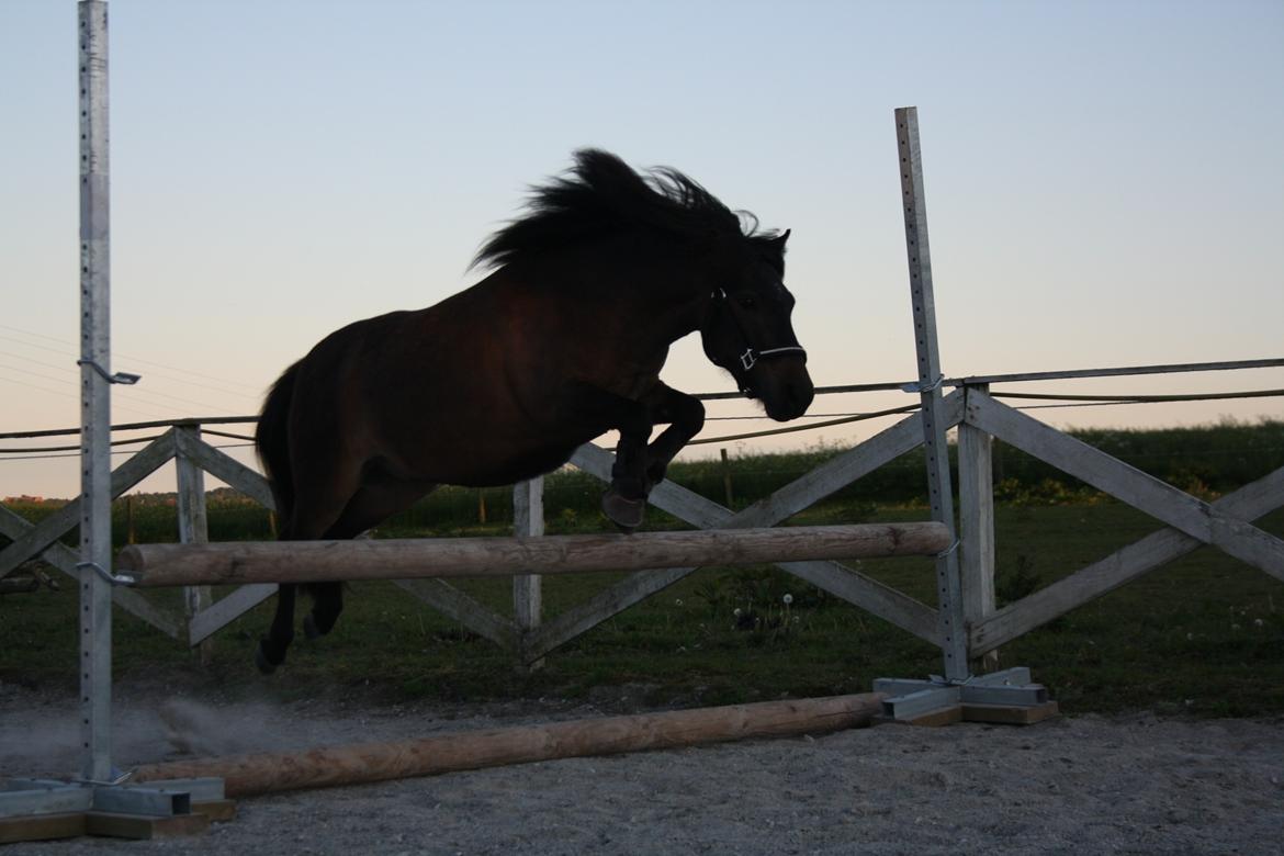 Shetlænder Laban - Laban springer - Sommeren 2015 billede 4