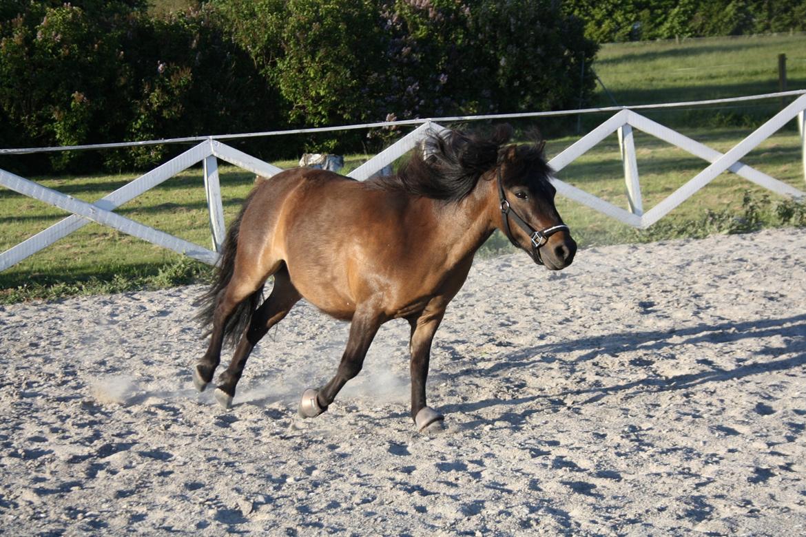 Shetlænder Laban - Løs på banen - Sommer 2015 billede 5