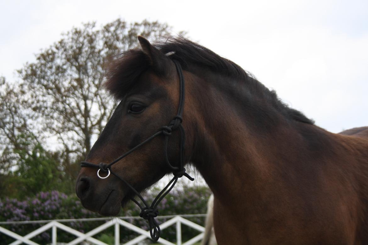 Shetlænder Laban - Smukke dreng - Foråret 2015 billede 6