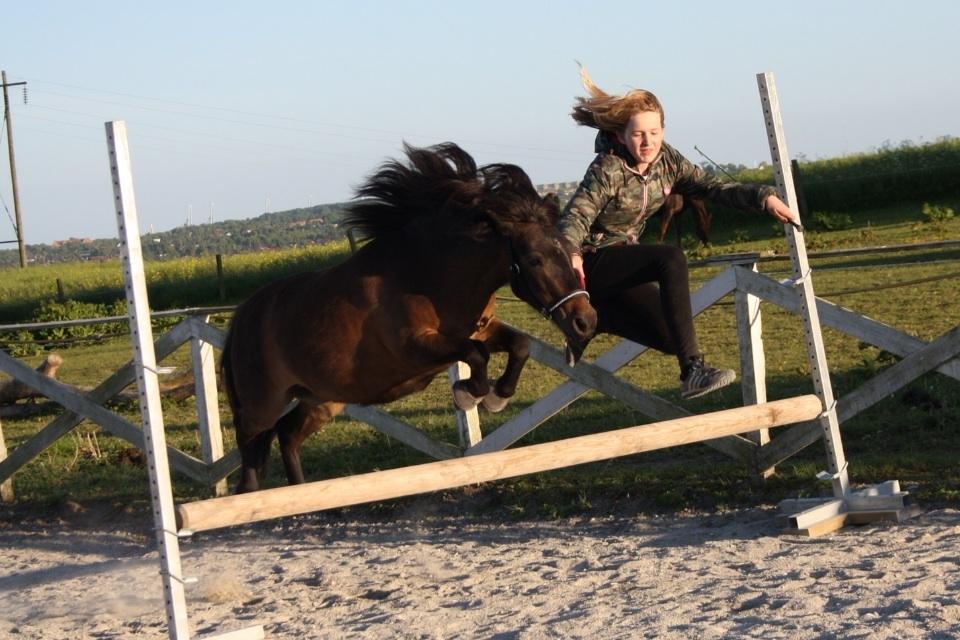 Shetlænder Laban - Vi springer sammen<3 - Sommeren 2015 billede 7