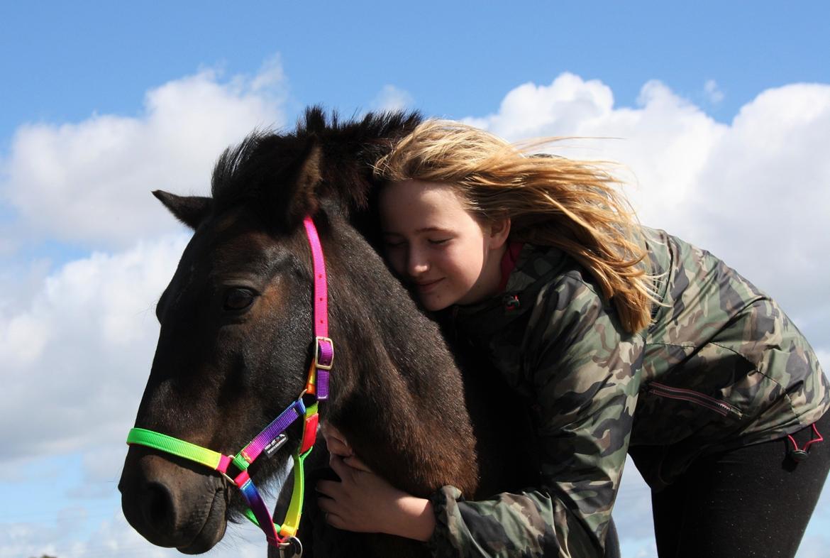 Shetlænder Laban - Mit alt<3 - Sommeren 2015 billede 9