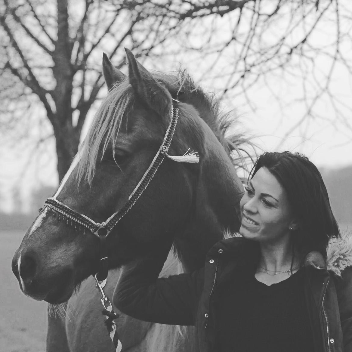 Tysk Sportspony Fredens copperfield billede 11