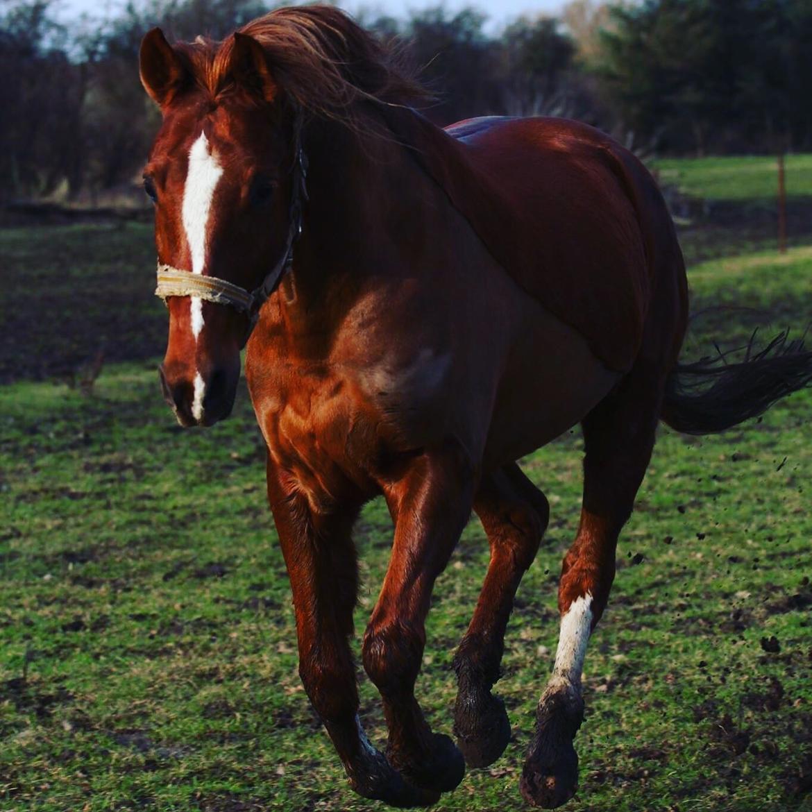 Tysk Sportspony Fredens copperfield billede 14