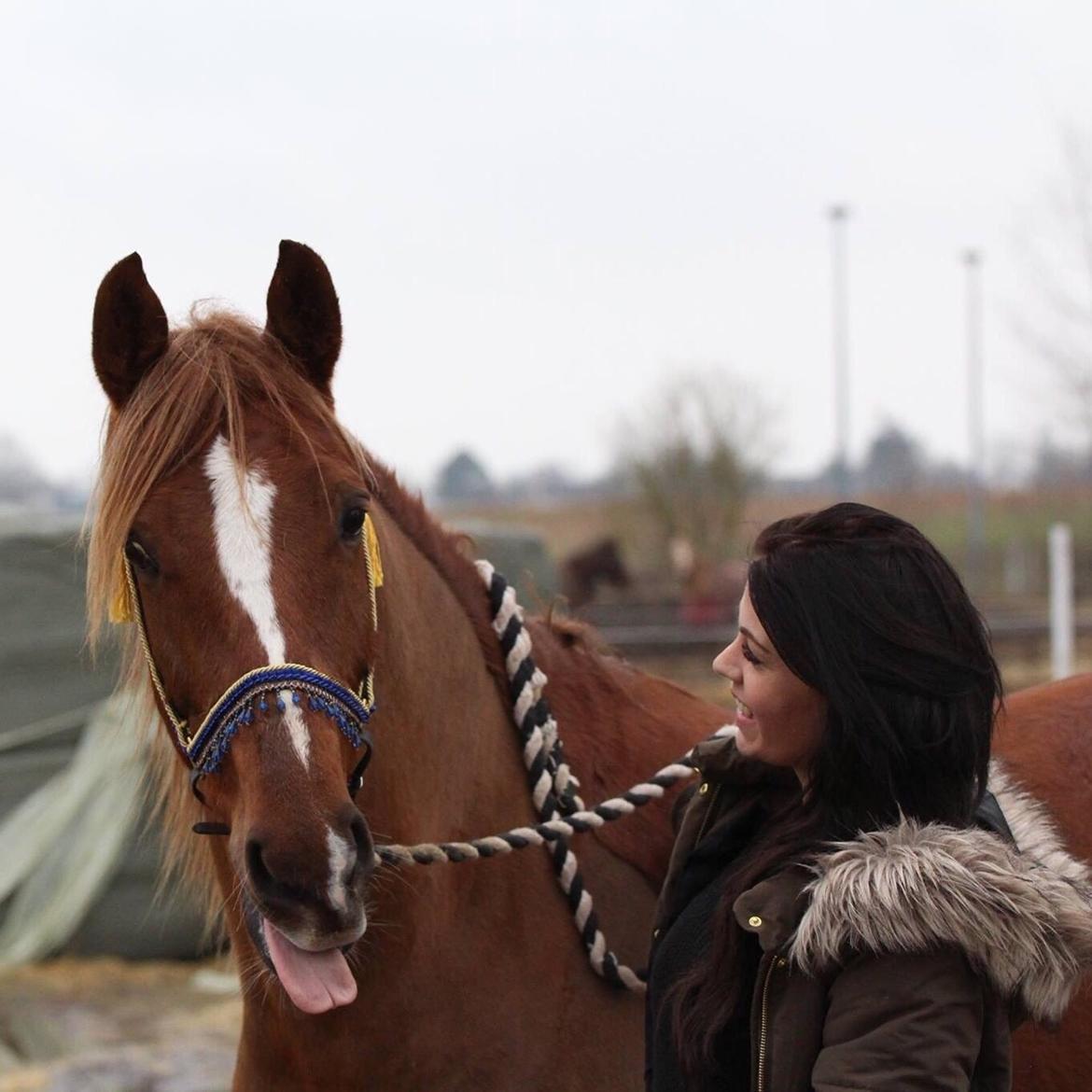 Tysk Sportspony Fredens copperfield billede 15