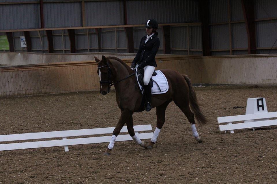 Tysk Sportspony Fredens copperfield billede 20