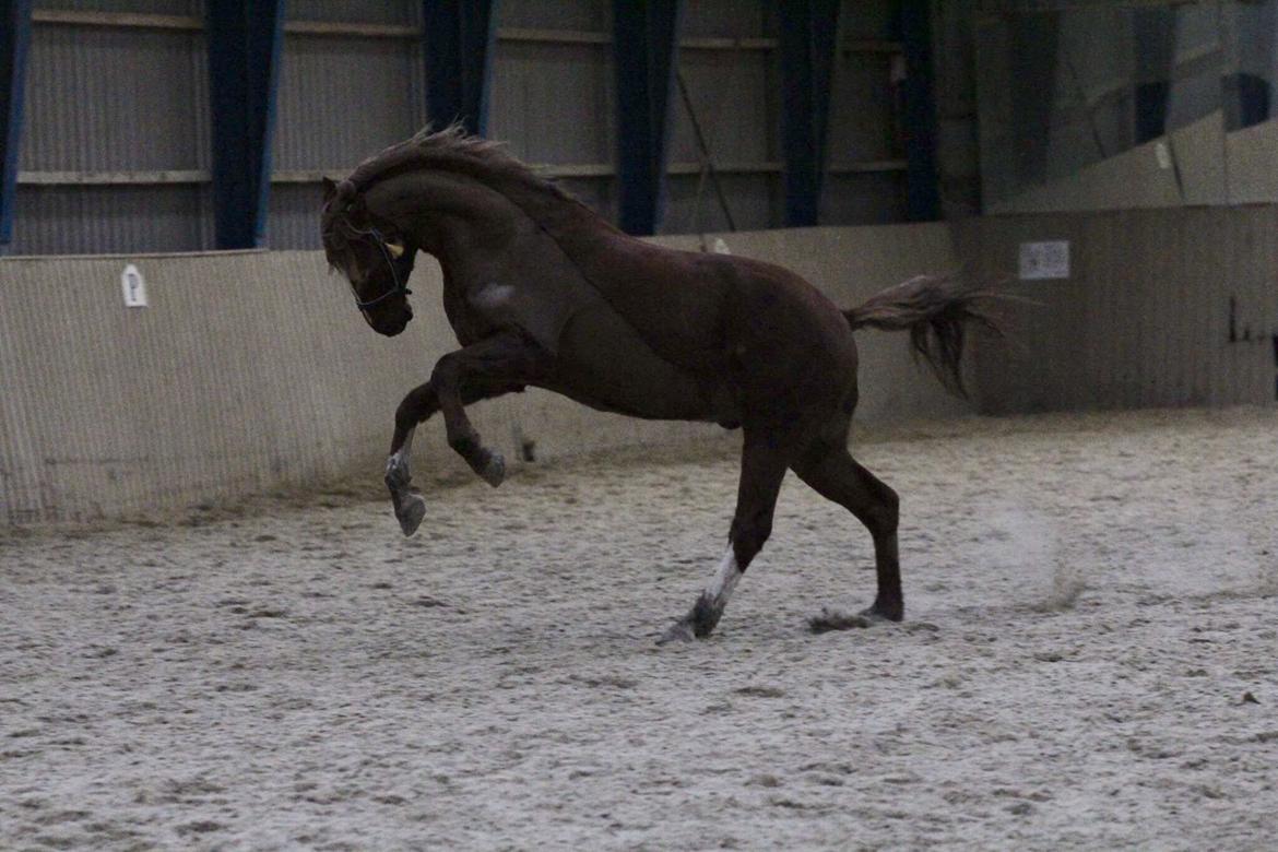 Tysk Sportspony Fredens copperfield billede 12