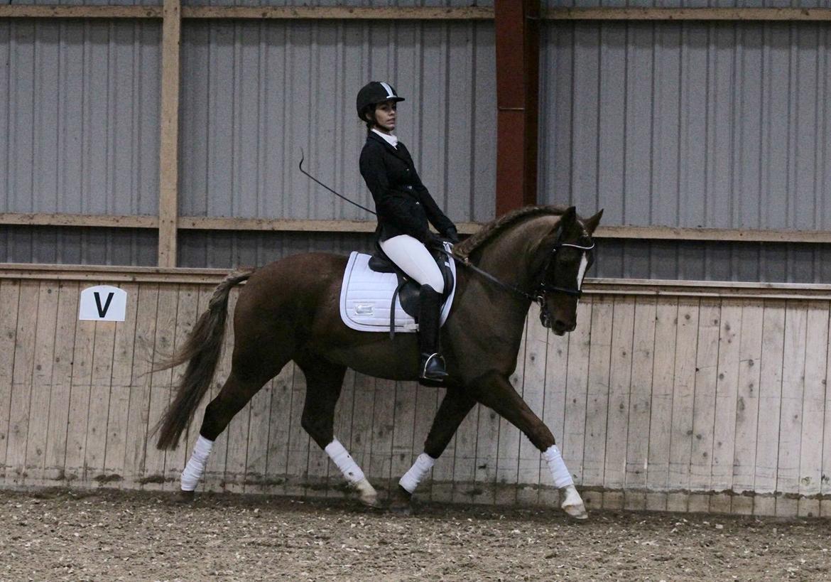 Tysk Sportspony Fredens copperfield billede 13