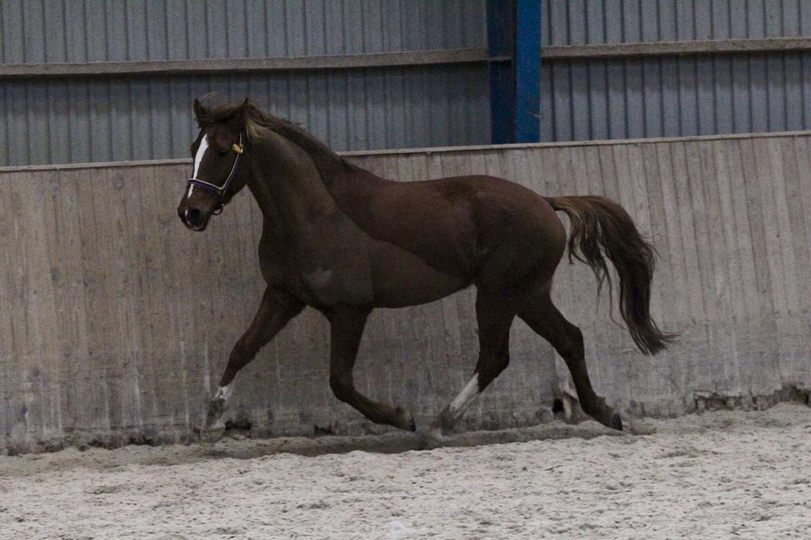 Tysk Sportspony Fredens copperfield billede 16