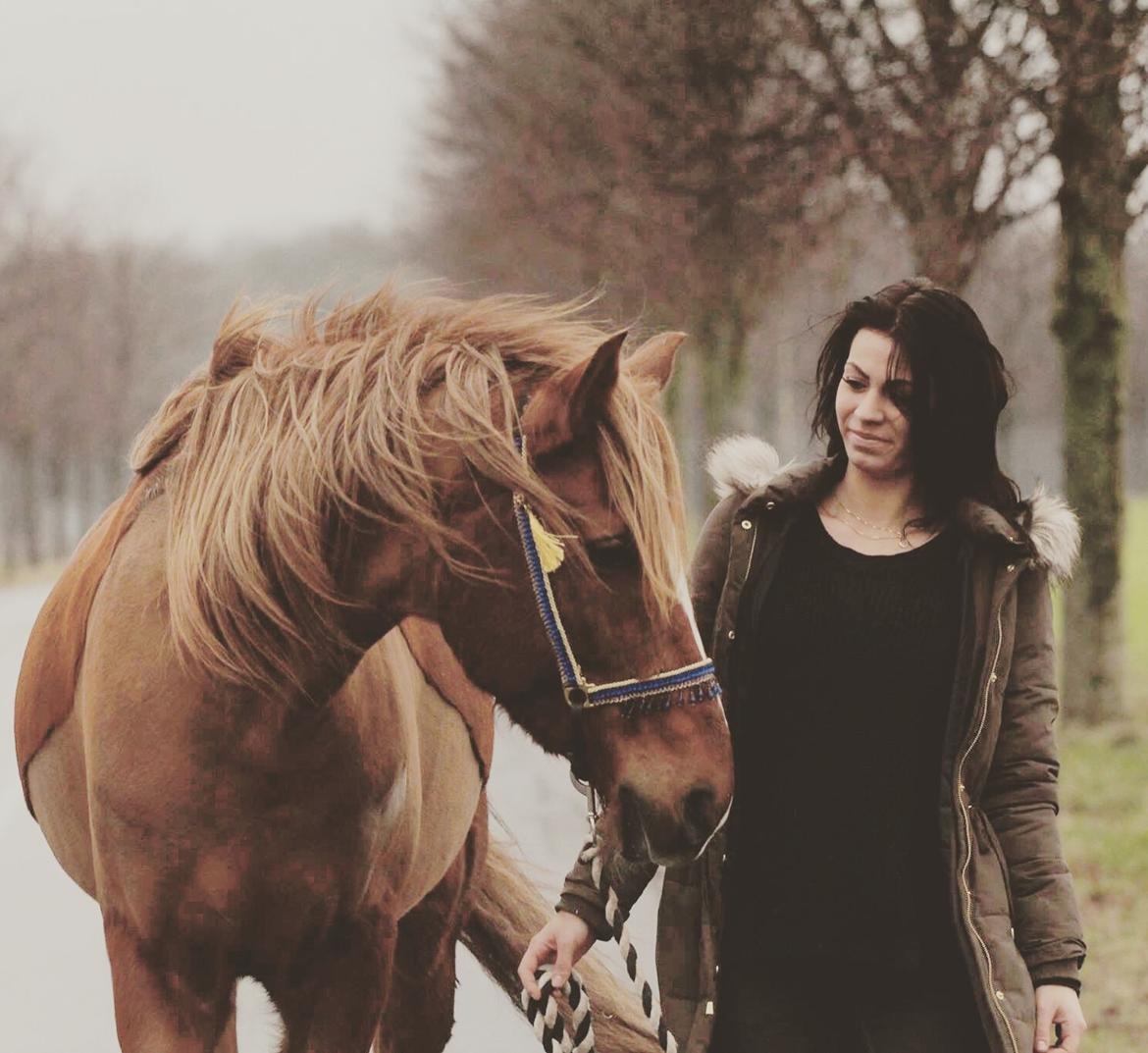 Tysk Sportspony Fredens copperfield billede 19