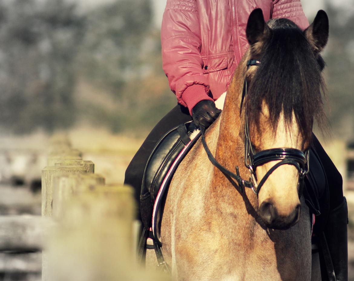 Anden særlig race Corano billede 9