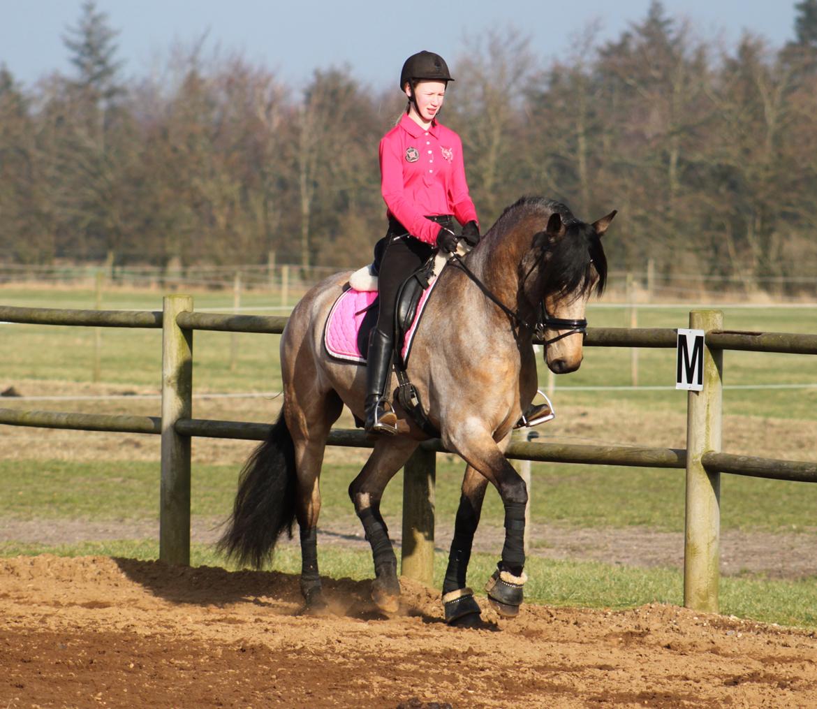 Anden særlig race Corano billede 10