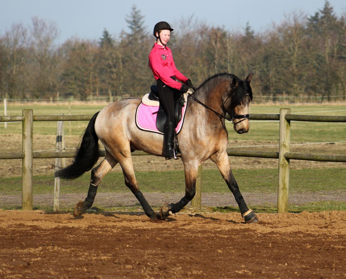 Anden særlig race Corano billede 12