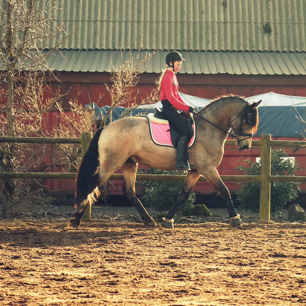 Anden særlig race Corano billede 15