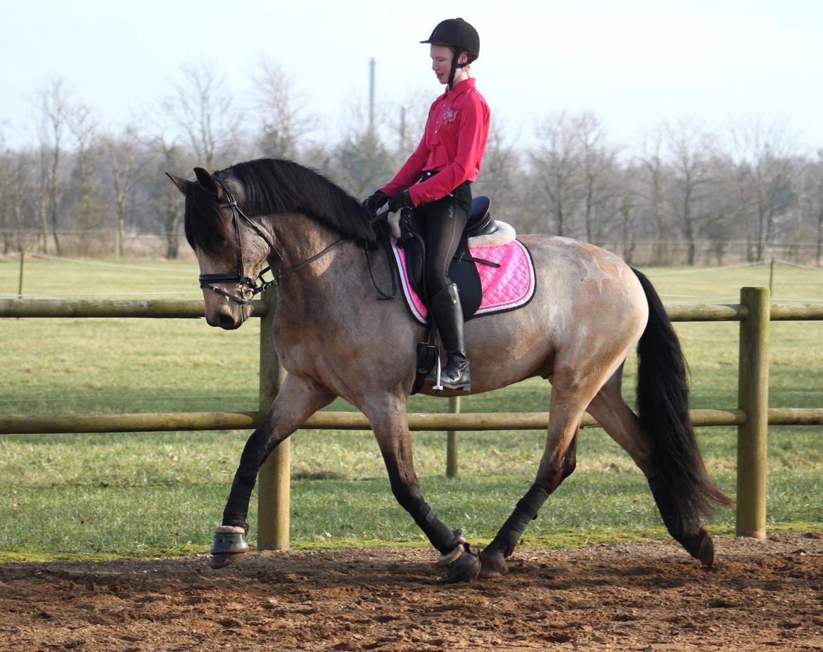 Anden særlig race Corano billede 11