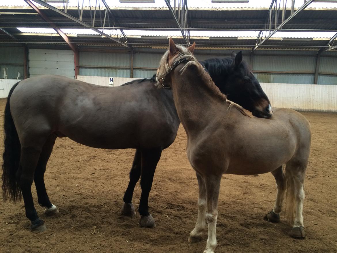 Tysk Sportspony Caruso - min pony! B -pony billede 16