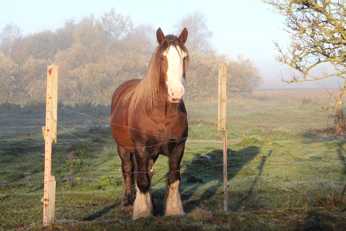 Irish Cob Troelsegaardens Caffrey (Joey) - 19/10-15 billede 9