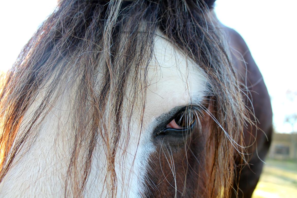 Irish Cob Troelsegaardens Caffrey (Joey) - 19/10-15 billede 10