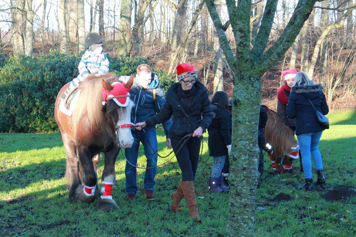 Irish Cob Troelsegaardens Caffrey (Joey) - 12/12-15 Joey til julemarkedets ponyridning. billede 8