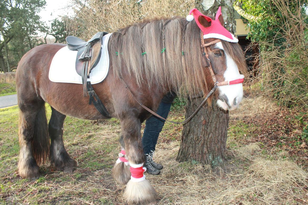 Irish Cob Troelsegaardens Caffrey (Joey) - 20/12-15 billede 7
