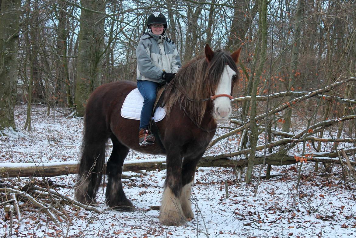 Irish Cob Troelsegaardens Caffrey (Joey) - 14/01-16 billede 2