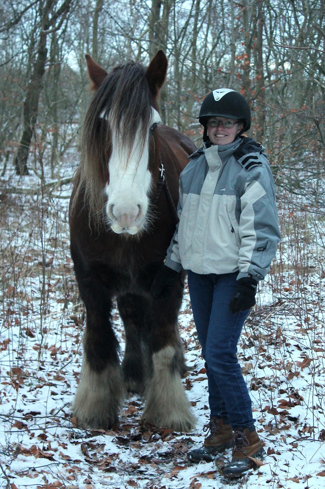 Irish Cob Troelsegaardens Caffrey (Joey) - 14/01-16 billede 6