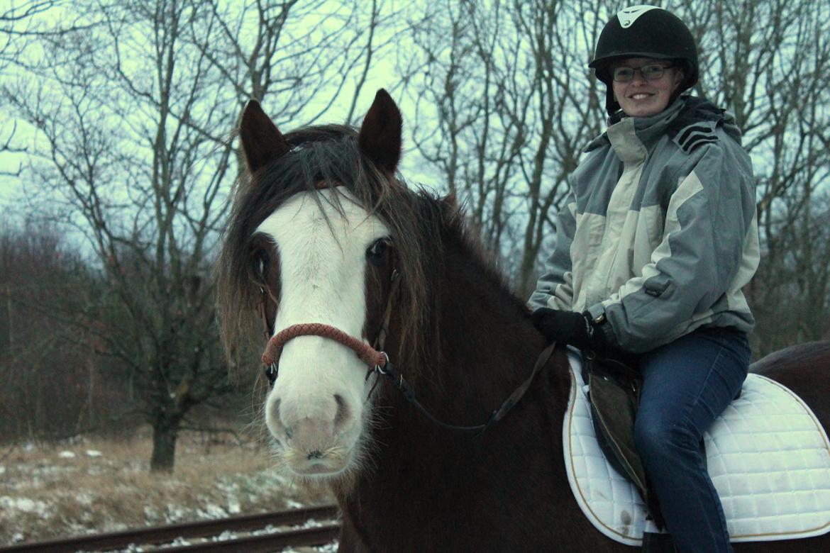 Irish Cob Troelsegaardens Caffrey (Joey) - 14/01-16 billede 3