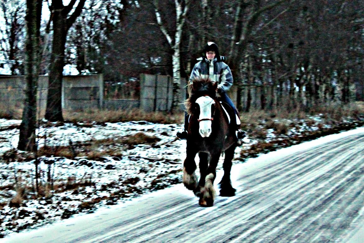 Irish Cob Troelsegaardens Caffrey (Joey) - 14/01-16 billede 4