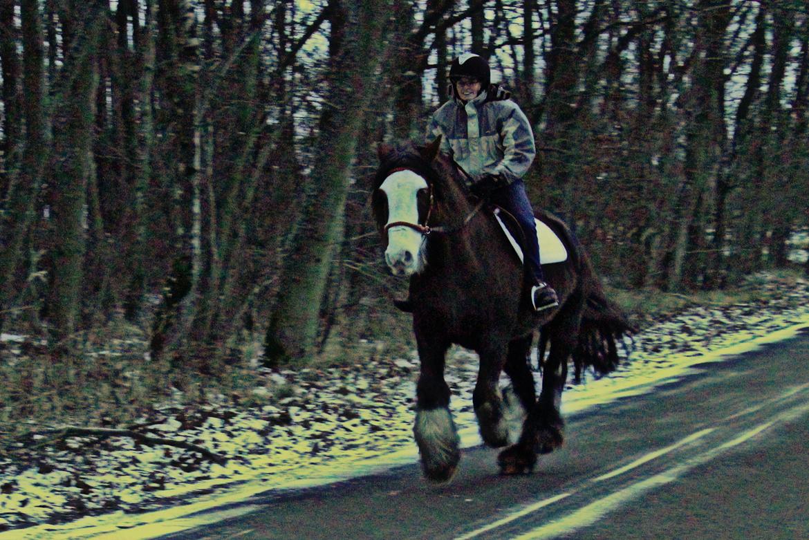 Irish Cob Troelsegaardens Caffrey (Joey) - 14/01-16 billede 5
