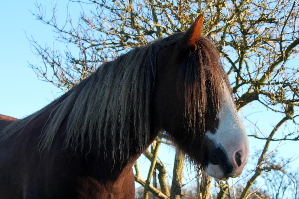 Irish Cob Troelsegaardens Caffrey (Joey) - 19/10-15 billede 11